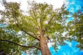 Lawn Renovation and Restoration in Abbeville, LA